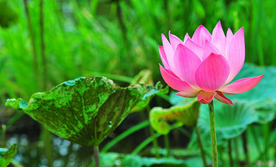 NATURE YARD lotus,kamal gatta Seed(10 per packet)
