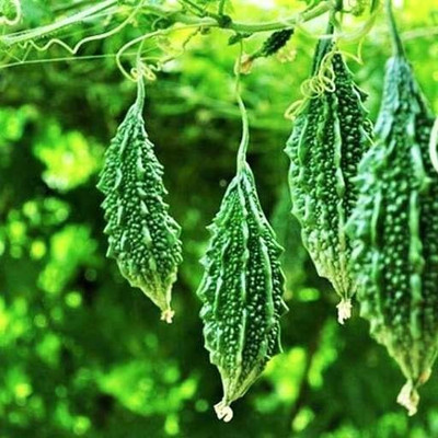 Aywal Bitter gourd seeds, Bitter melons Seed(50 per packet)