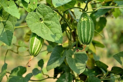 ibains Parwal hybrid seeds Seed(37 per packet)