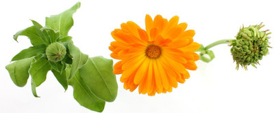 XOLDA Exotic calendula Seed(15 per packet)