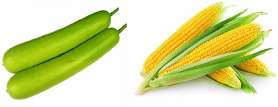 CYBEXIS Combo of Sweet Corn and Bottle Gourd Long Seed(10 g)