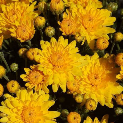 BDSresolve Chrysanthemum flower seeds yellow PACK OF 9 Seed(9 per packet)