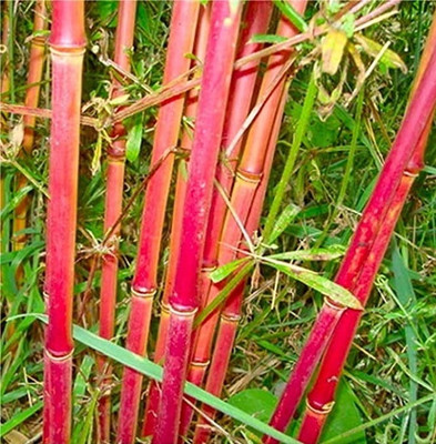 wequality Hybrid bamboo seeds for garden Seed(80 per packet)