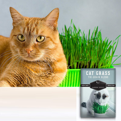 VibeX ® VLR-47 Cat Grass Tri-Grain Blend Seed(1000 per packet)