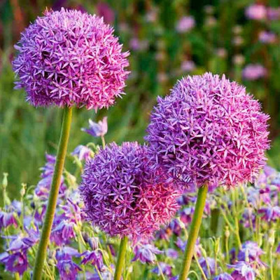 Biosnyg Rose Purple Ornamental Onion Seeds for Terrace Gardening-(500 Seeds) Seed(500 per packet)