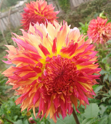 CYBEXIS Rare Beautiful Dahlia Pompon Flower Seeds Seed(50 per packet)