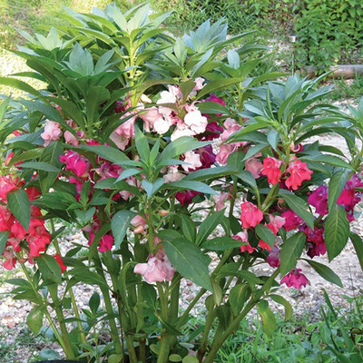 PMA Balsam seeds/ Mixed Organic Balsam Seeds/ Dopati Hybird Seed(75 per packet)