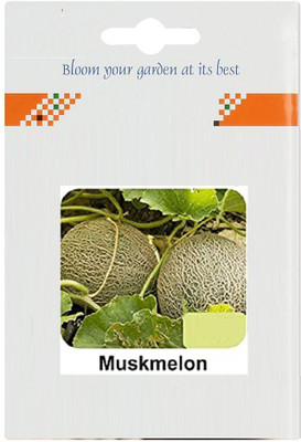 CYBEXIS Muskmelon200 Seeds Seed(200 per packet)