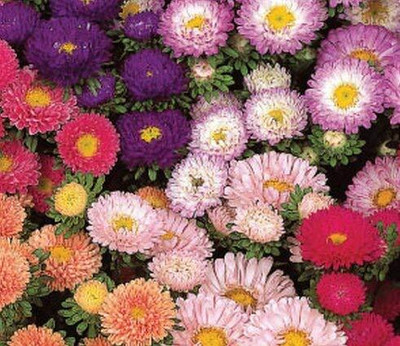 Aywal Aster Hybrid Flower Seed(70 per packet)