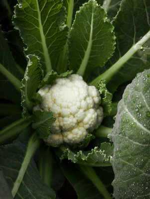 Herbocure white cauliflower,gobhee seeds Seed(20 per packet)