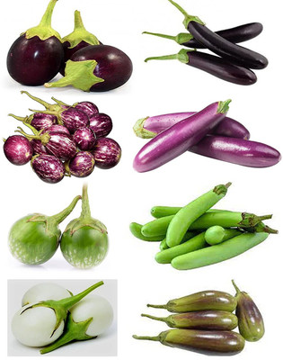 CYBEXIS XL-80 - Combo of 8 Variety of Brinjal - (450 Seeds) Seed(450 per packet)