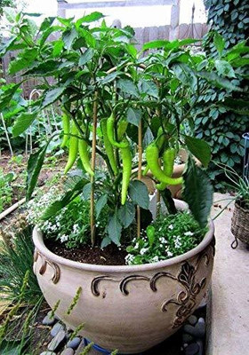 JVK HYBRID CHILLI(MIRCHI SEEDS Seed(100 per packet)