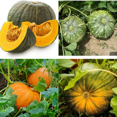ibains Big pumpkin seeds for farming biij 16 Seed(16 per packet)