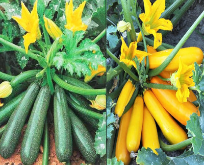 CRGO ZUCCHINI Seed(70 per packet)