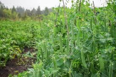 BDSresolve Pea Seed Varieties pack of 39 Seed(39 per packet)