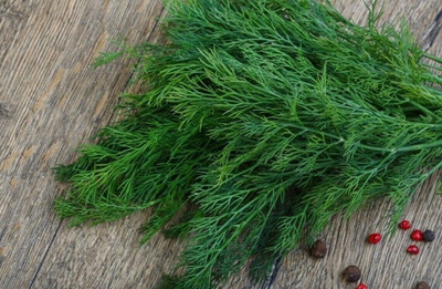 Quentova Garden Dill - Anethum Graveolens-RJ-3J Seed(250 per packet)