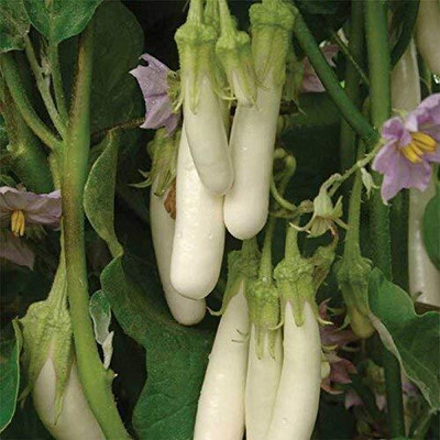 Qualtivate HYB-7A Brinjal Small/Eggplant Seeds Seed(300 per packet)