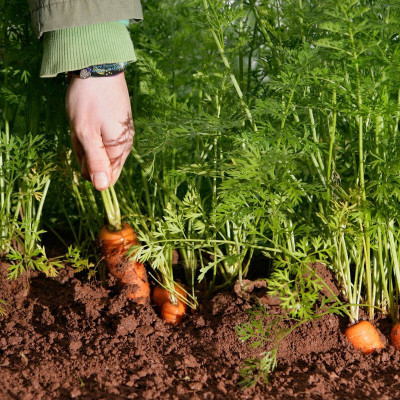 SeedHaven Carrot fresh organic seeds Seed(120 per packet)