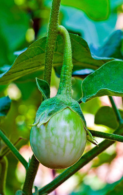 CYBEXIS LXI-56 - Brinjal Green Small Vegetable - (1350 Seeds) Seed(1350 per packet)