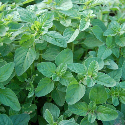 CYBEXIS XLL-18 - Greek Oregano - (1350 Seeds) Seed(1350 per packet)