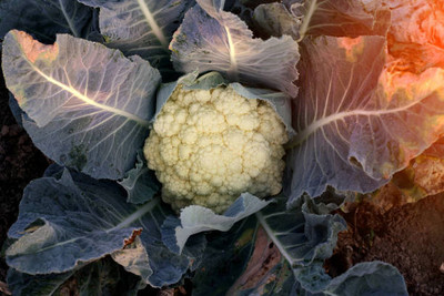 Kofy white cauliflower,gobhee seeds Seed(10 per packet)