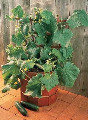 Qualtivate ICRA-4A Salad Bush Slicing Cucumber Seeds Seed(300 per packet)