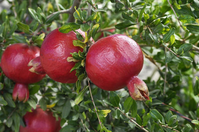 Qualtivate ICRA-1A Fresh Red Big Pomegranate Seed(50 per packet)