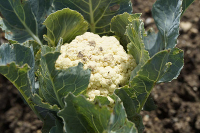 CYBEXIS XL-46 - Organic F1 Hybrid Cauliflower High yielding - (1350 Seeds) Seed(1350 per packet)