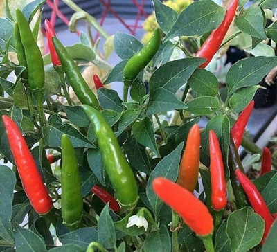 Arshiayat Sun Chilli Seeds Seed(20 per packet)