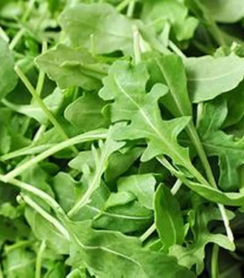 CYBEXIS XLL-1 - Arugula/Rocket - (250 Seeds) Seed(250 per packet)