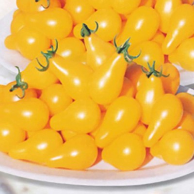 CYBEXIS Heirloom Yellow Pear Tomato Seeds2000 Seeds Seed(2000 per packet)