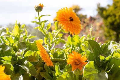 Lorvox Calendula mix Colour Flower Seed(100 per packet)