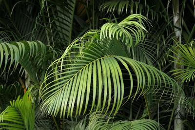ASPEN Evergreen Areca Palm Air Purifier Healthy Live Plant | Not a Seed(2 per packet)