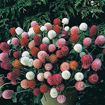 KANAYA Hybrid Gomphrena Seed(12 per packet)