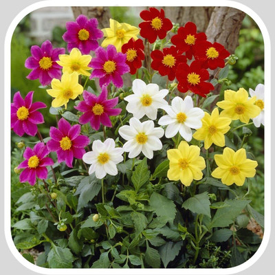 Aywal Dahlia Ball Pompon Mix Annual Flowers for Planting Seed(70 per packet)