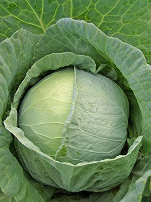WILLVINE GOI -XI Cabbage Green Late [1g] Seed(300 per packet)