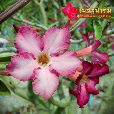 Qualtivate XLL-22 Mixed 9 Types Double Desert Rose Seeds Seed(30 per packet)