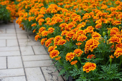FRESHOO marigold/gende ka phool flower seeds Seed(50 per packet)