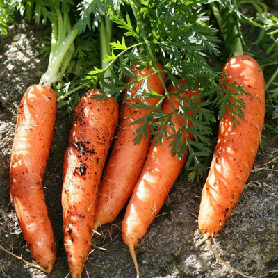 ZIFR Orange Carrot/Gaajar Gardening Seed(500 per packet)