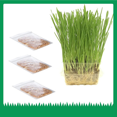 VibeX GBPUT-44 - Hard Red Winter Wheat - (7500 Seeds) Seed(7500 per packet)