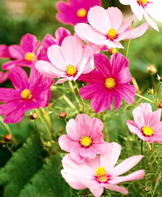 ZIXA Tall Cosmos Mix Flower Seed(20 per packet)