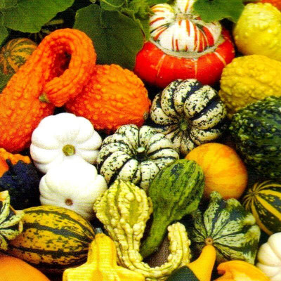 Biosnyg Non Gmo Hybrid Decorative Pumpkin Seed Mix Seeds - (100 Seeds) Seed(10 per packet)