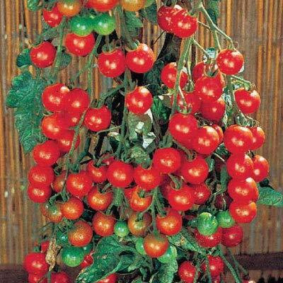 WILLVINE Heirloom Tiny Tim Cherry Tomato [25g, 7500 Seeds] Seed(7500 per packet)