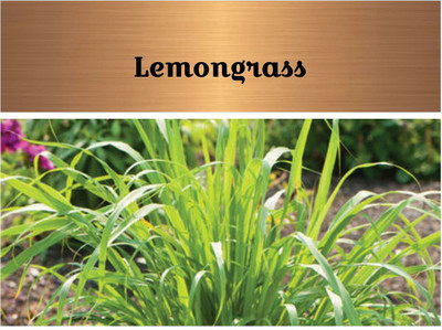 VibeX ® XXL-155 Mosquito Repellent Lemon Grass Plant Seed(500 per packet)