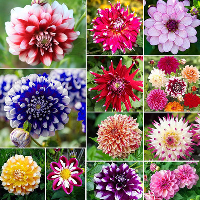 CYBEXIS PUAS-43 - Mix Color Rare Dahlia - (180 Seeds) Seed(180 per packet)