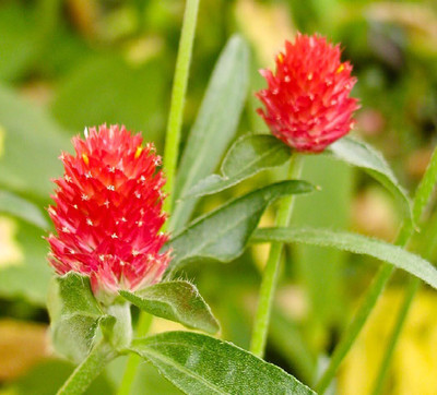 Lorvox Gomphrena Flower Seed(50 per packet)