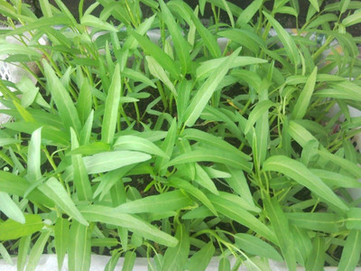 Qualtivate GBPT-2A Water Spinach Seeds Seed(50 per packet)