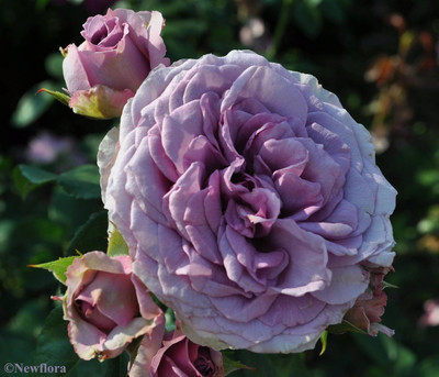 Qualtivate PUA-1A Quick Silver Climbing Rose Seed(25 per packet)