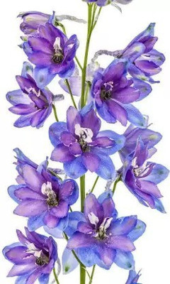 MAA Larkspur Seed(129 per packet)