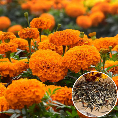 Greenfall Hybrid Marigold Seeds for All Seasons - 150 Flower Seeds Seed(200 per packet)